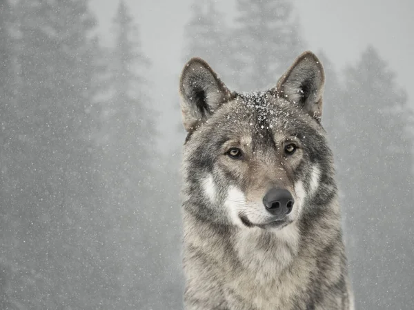Портрет Сірого Вовка Сніжинками Обличчі Тлі Лісу Взимку — стокове фото