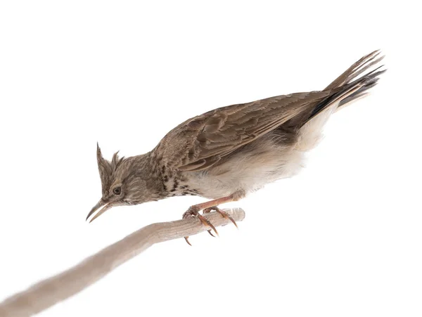 Crested Lark Sits Branch Isolated White Background — Fotografia de Stock