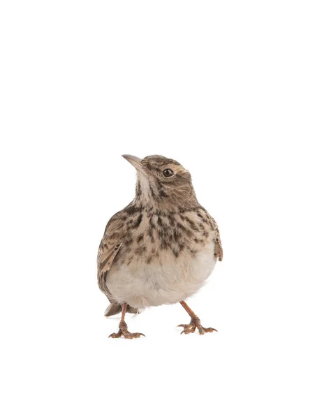 Crested Lark Stands Isolated White Background — Zdjęcie stockowe