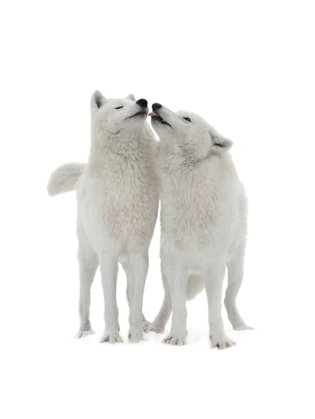 Поцелуй Волчицы Волчица Волчица Изолированы Белом Фоне — стоковое фото