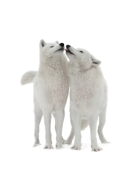 Beso Loba Lobo Lobo Aislados Sobre Fondo Blanco —  Fotos de Stock