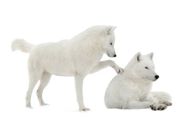 Deux Loups Polaires Isolés Sur Fond Blanc — Photo