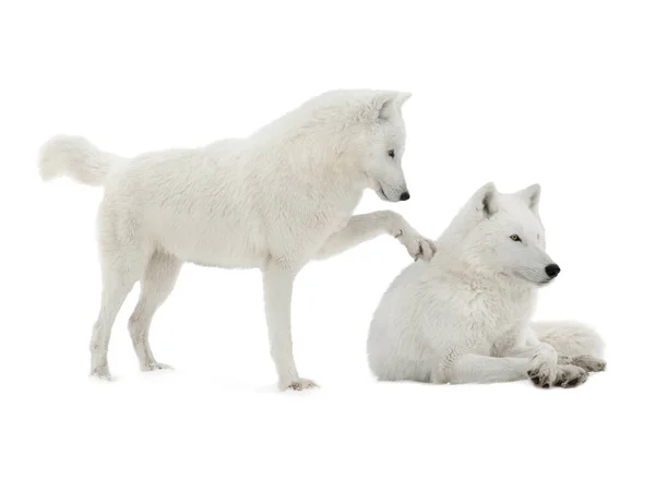 Twee Poolwolven Geïsoleerd Witte Achtergrond — Stockfoto