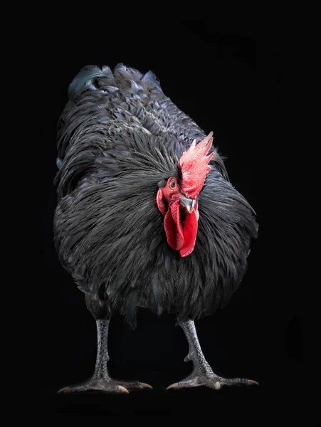 Black Cock Backlit Black Background — kuvapankkivalokuva