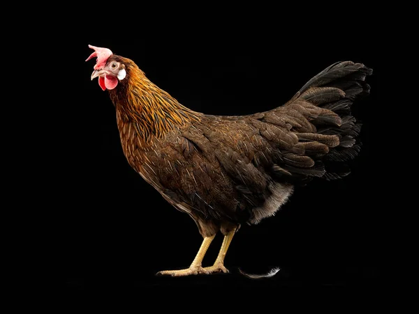 Brązowy Kurczaka Czarnym Tle — Zdjęcie stockowe
