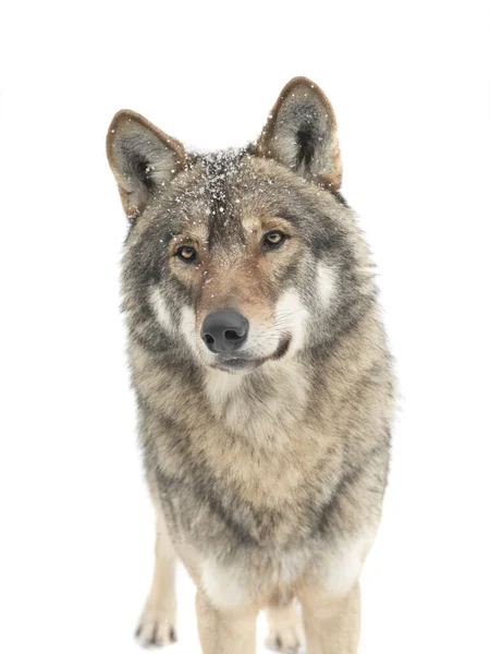 灰狼的肖像 羊毛上有雪花 白色背景孤立 — 图库照片