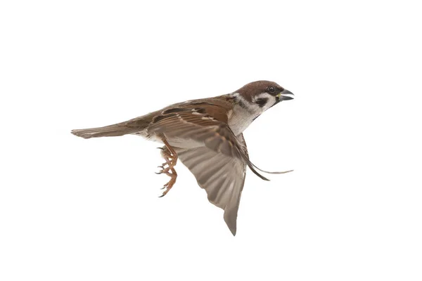 Fliegender Sperling Isoliert Auf Weißem Hintergrund — Stockfoto