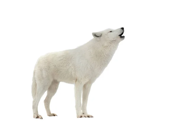 Howling White Arctic Wolf Winter Isolated White Background — Fotografia de Stock