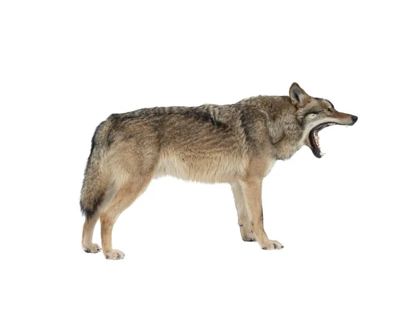 Gray Wolf Open Mouth Isolated White Background — Fotografia de Stock