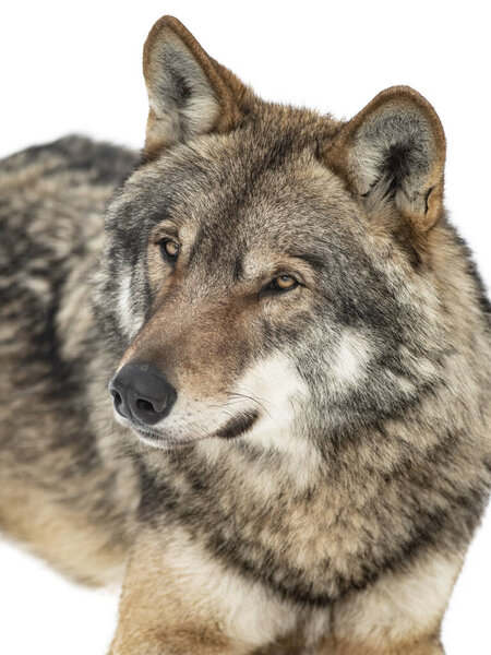 Portrait of gray wolf isolated on white background