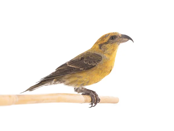 Female Yellow Crossbill Sitting Stick Isolated White Background Studio Shot — Φωτογραφία Αρχείου