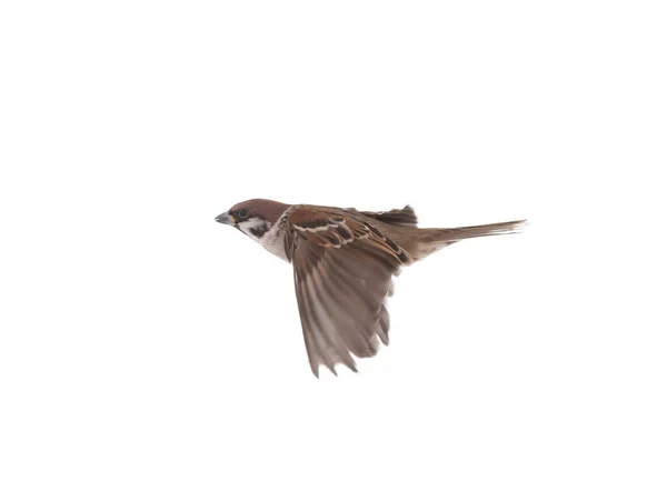 Flying Sparrow Isolated White Background — Fotografia de Stock