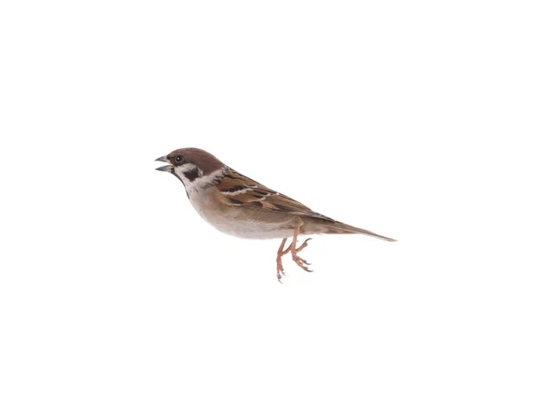 Jumping Sparrow Isolated White Background — Φωτογραφία Αρχείου