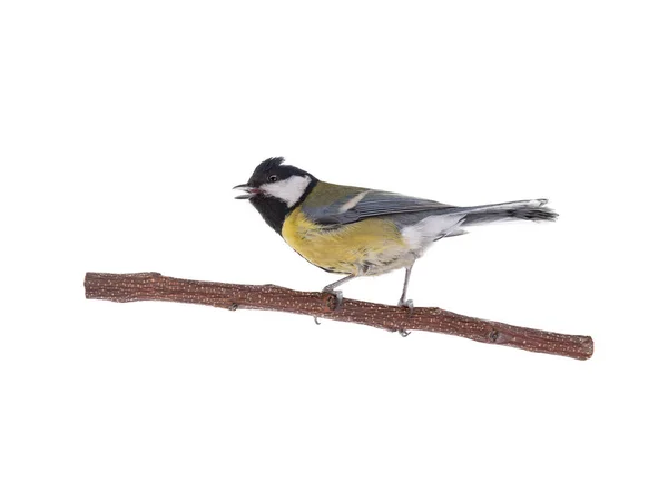 Great Tit Sits Tree Branch Isolated White Background — Stock Photo, Image