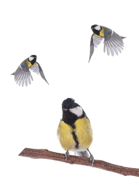 Titmouse Flight Isolated White Background — Φωτογραφία Αρχείου