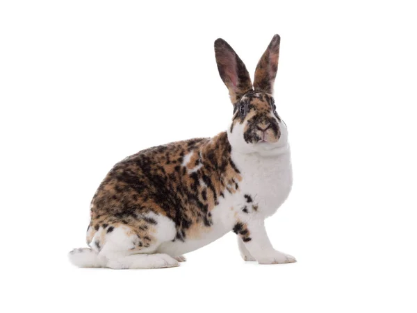 Spotted Rabbit Sitting Isolated White Background — Foto Stock