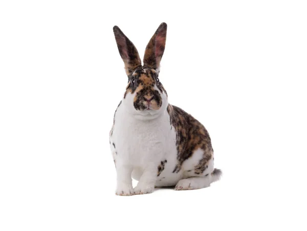 Spotted Rabbit Sitting Isolated White Background — Zdjęcie stockowe