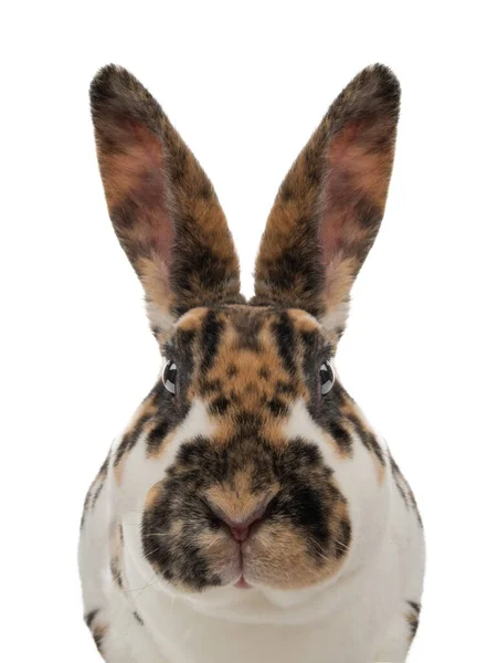 Retrato Manchado Conejo Aislado Sobre Fondo Blanco — Foto de Stock