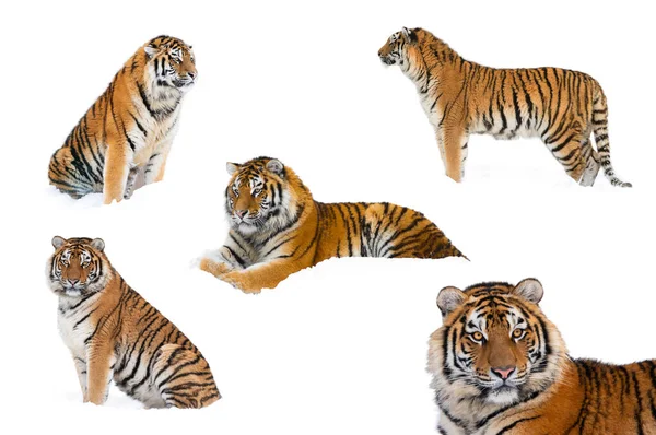 Tigres Invierno Tigres Collage Aislado Sobre Fondo Blanco — Foto de Stock