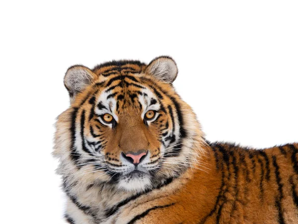 Tiger Portrait Isolated White Background — Stock Photo, Image