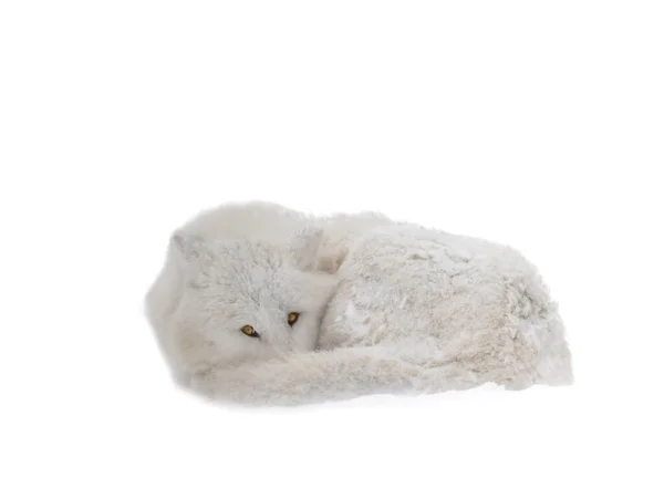 Suffering Arctic Wolf Lies Isolated White Background — Φωτογραφία Αρχείου