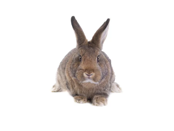 Bunny Isolated White Background Studio — Foto Stock