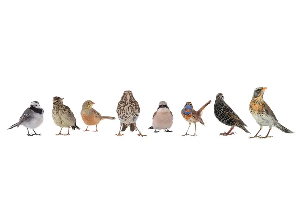 Collage Singing Birds Isolated White Background — Stockfoto