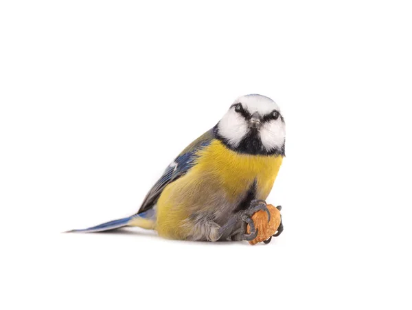 Eurasian Blue Tit Sit Almond Bone Paws White Background — Zdjęcie stockowe