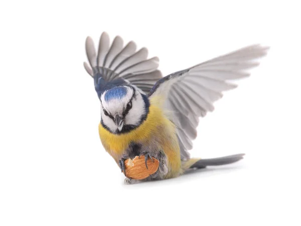 Eurasian Blue Tit Almond Bone Isolated White Background — Stock Photo, Image