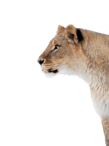 Lioness Portrait Isolated White Background — Stok fotoğraf