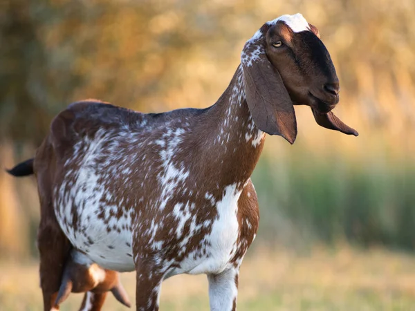 Portrait Goat Farm Beautiful Bokeh — Stock Photo, Image