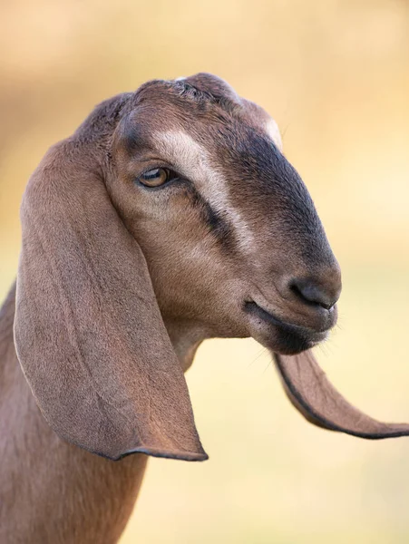 美しいボケのいる農場のヤギの肖像画 — ストック写真