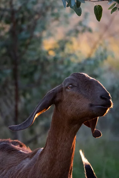 Portrait Goat Farm Beautiful Bokeh — Stock Photo, Image