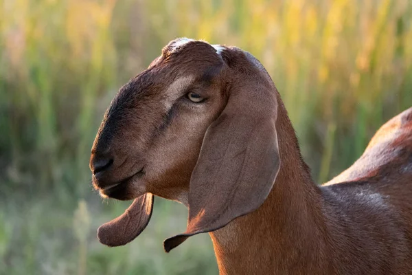 Portrait Goat Farm Beautiful Bokeh — Φωτογραφία Αρχείου