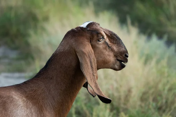 Portrait Goat Farm Beautiful Bokeh — Φωτογραφία Αρχείου