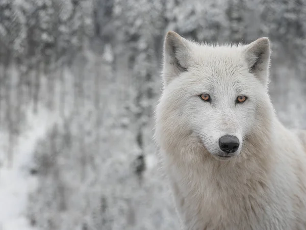 Arktický Vlk Pozadí Zimního Zasněženého Lesa — Stock fotografie