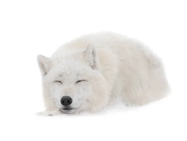 Sleeping Arctic Wolf Winter Isolated White Background — Stock Fotó