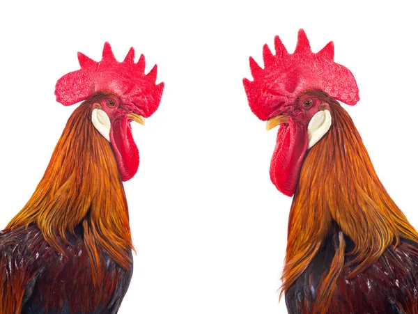Portrait Brown Roosters Isolated White Background — Stock Photo, Image