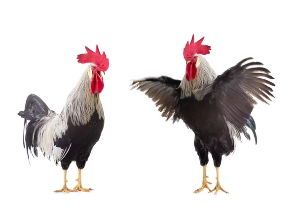 Gray Roosters Isolated White Background — Stok fotoğraf