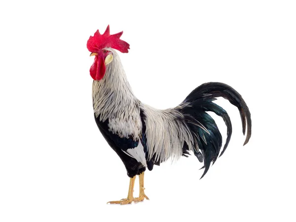 白い背景に隔離された灰色の雄鶏 — ストック写真