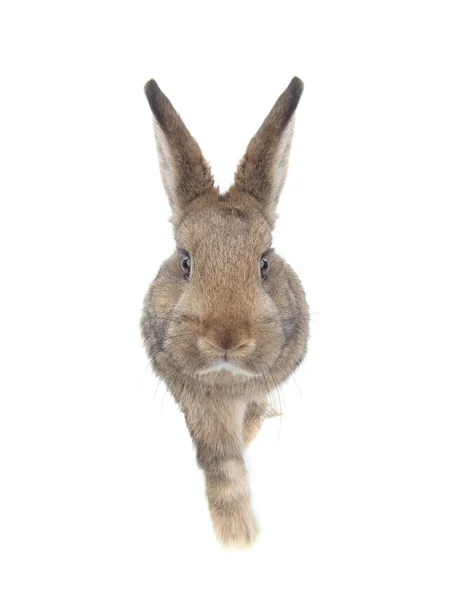 Portret Van Bruin Konijn Met Poot Geïsoleerd Witte Achtergrond — Stockfoto