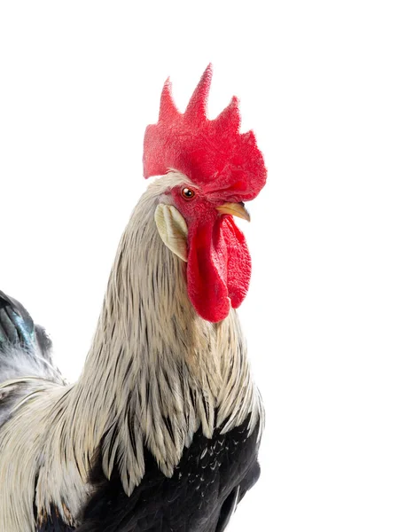 Portrait Gray Rooster Isolated White Background — Stock Photo, Image