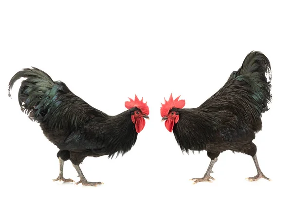 Two Black Roosters Look Each Other Isolated White Background — Zdjęcie stockowe