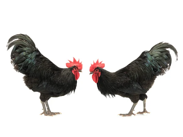 Two Black Roosters Look Each Other Isolated White Background — Stockfoto