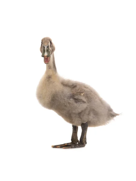 Young Duck Isolated White Background — Φωτογραφία Αρχείου