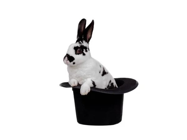 黑白相间的兔子坐在白色的背景上 戴着一顶帽子 — 图库照片