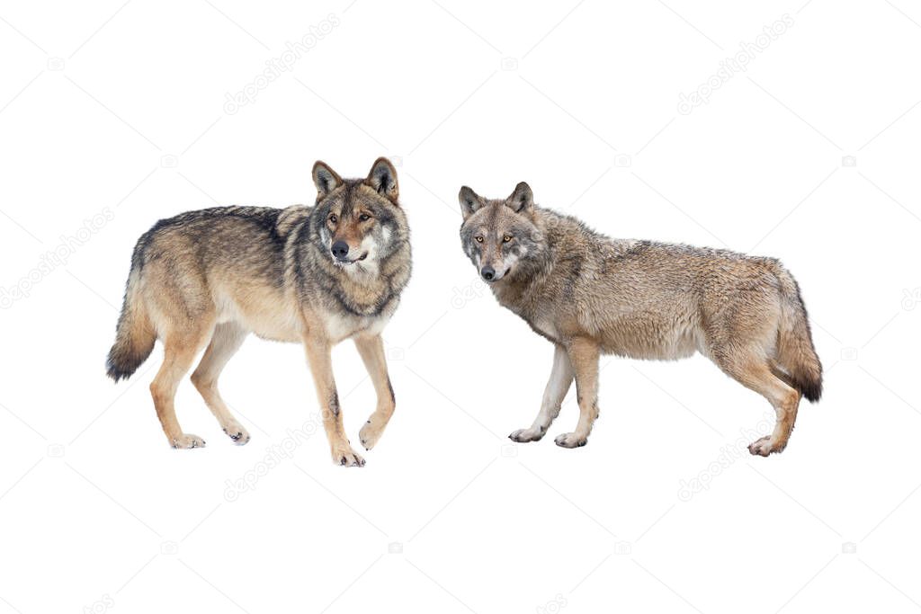 wolf and she-wolf isolated on white background