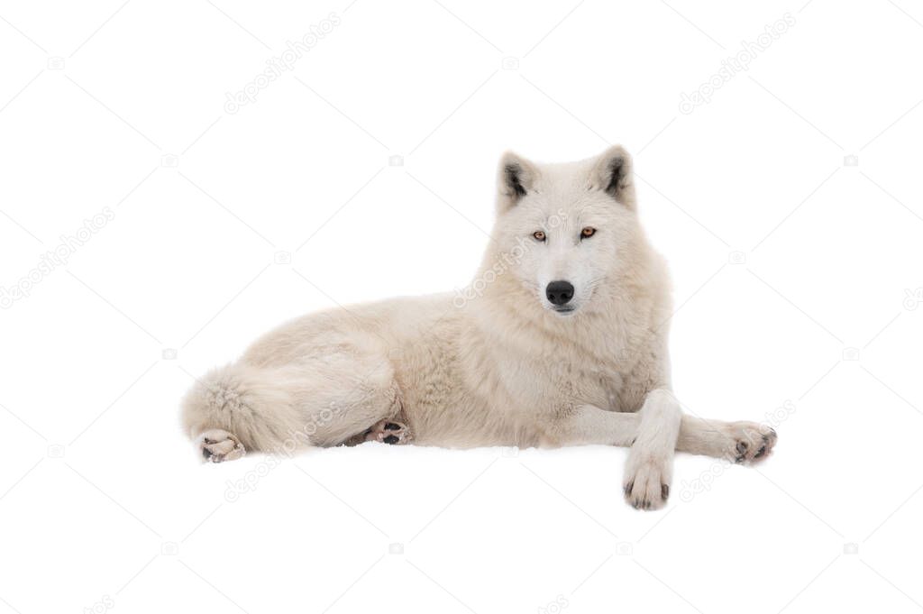 beautiful white wolf lies on the snow isolated on white background