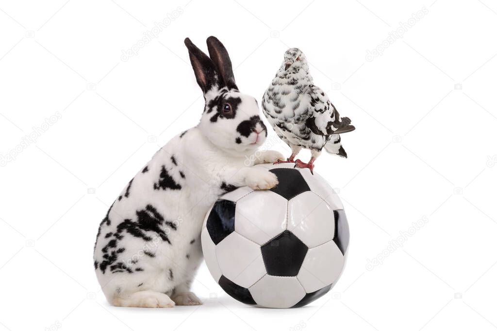  dove and rabbit stands near a soccer ball isolated on a white background.