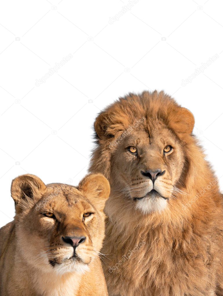 lion and lioness portrait isolated on white background